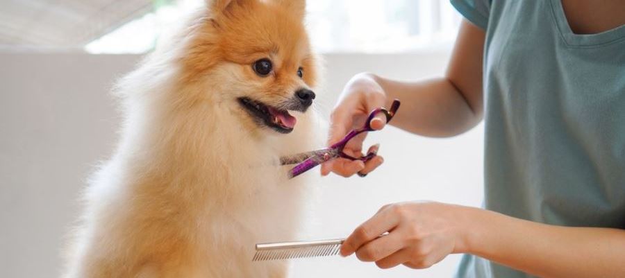 Pet Boarding in Gurgaon Image